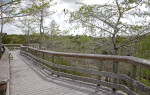Bald Cypress Trees Along a Boardwalk at Pa-hay-okee Overlook of Everglades National Park