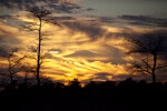 Bald Cypress Trees at Sunset