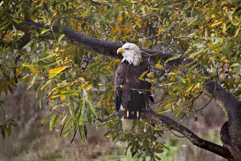 Bald Eagle on Branch
