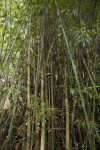 Bamboo