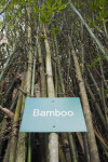 Bamboo