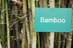 Bamboo and Sign