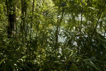 Bamboo by Lake