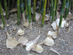 Bamboo Husks