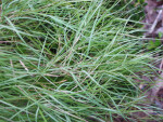 Bamboo Muhly Grass Detail