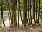 Bamboo Stalks and Fallen Leaves