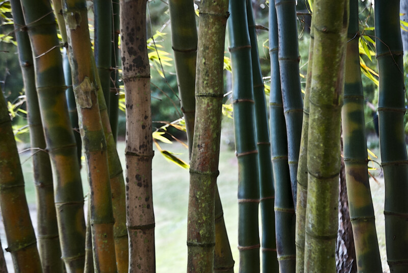 Bamboo Stalks of Various Colors