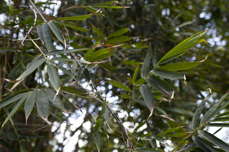 Bambusa Beecheyana Branches