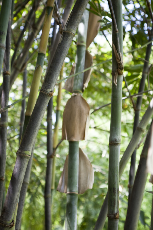 Bambusa Beecheyana Stalk