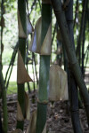 Bambusa Beecheyana