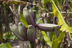 Banana Fruits