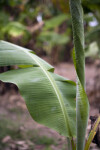 Banana Leaf