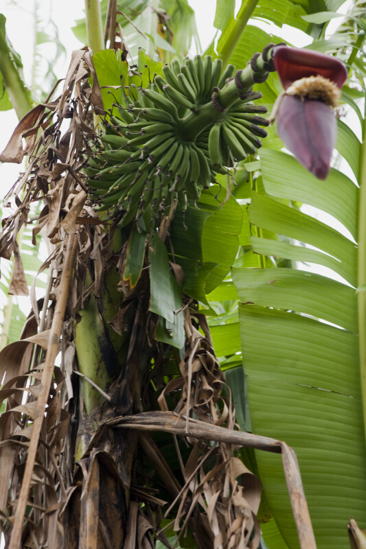 Banana Plant from Below