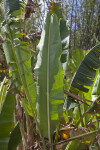 Banana Plant Leaves