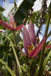 Banana Plant with Pink Flowers