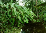 Banana Plants