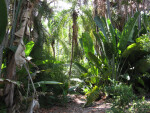 Banana Plants and Trees