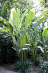 Banana Plants