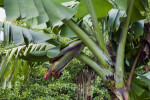 Banana Tree Close-Up