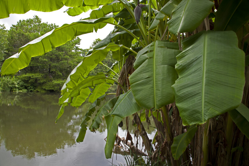 Banana Tree Near a Pond at the Kanapaha Botanical Gardens