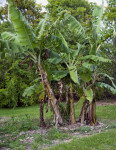 Banana Trees