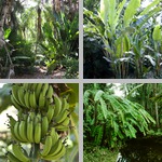 Banana photographs