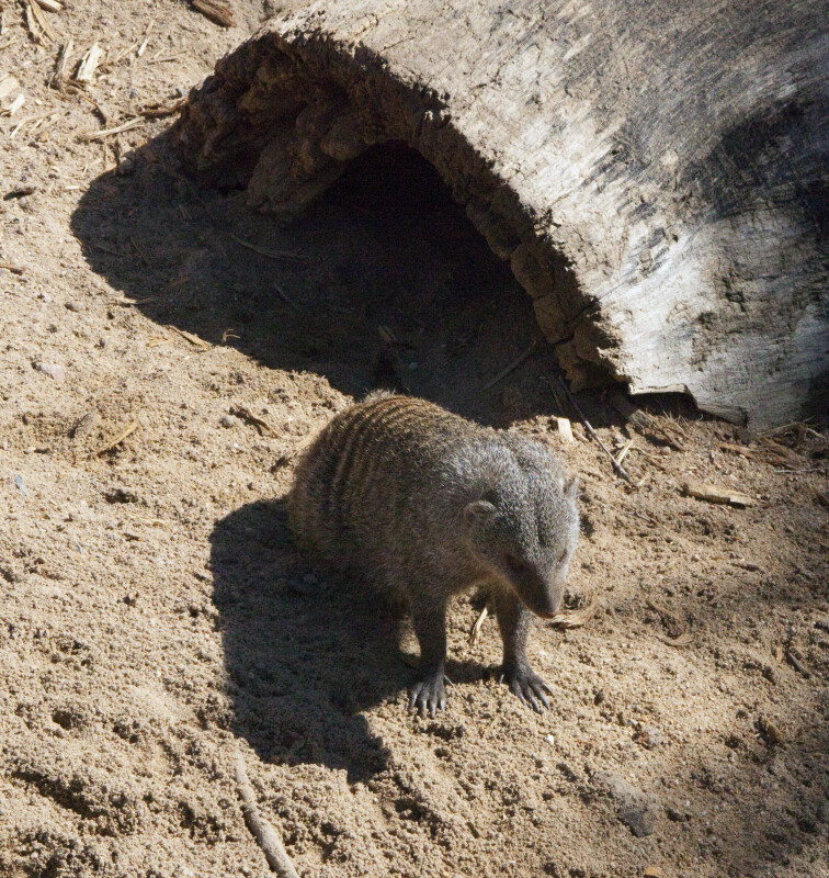 Banded Mongoose by Log