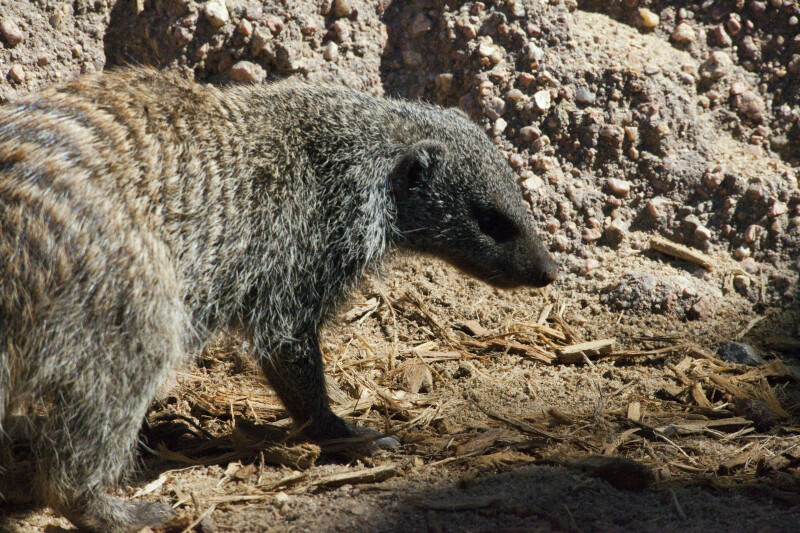 Banded Mongoose Close-Up