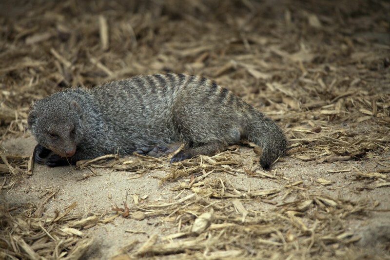 Banded Mongoose Resting