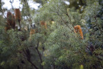Banksia Tree with Numerous Thin Leaves