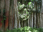 Banyan Fig and Ferns