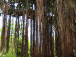 Banyan Fig Roots