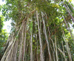 Banyan Fig