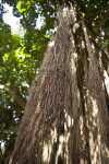 Banyan Roots