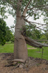 Baobab