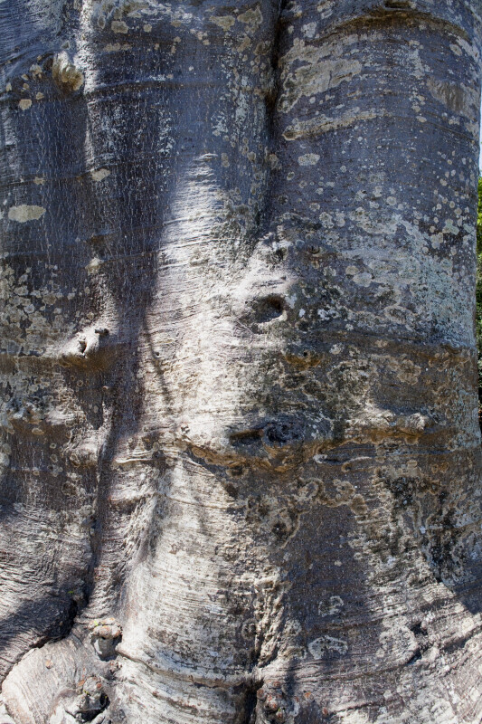 Baobab Tree Bark