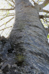 Baobab Tree Up-Close