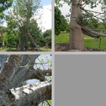 Baobab Trees photographs