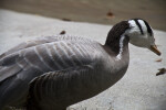 Bar Headed Goose Near Water