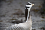 Bar Headed Goose