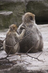 Barbary Macaque Grooming Back