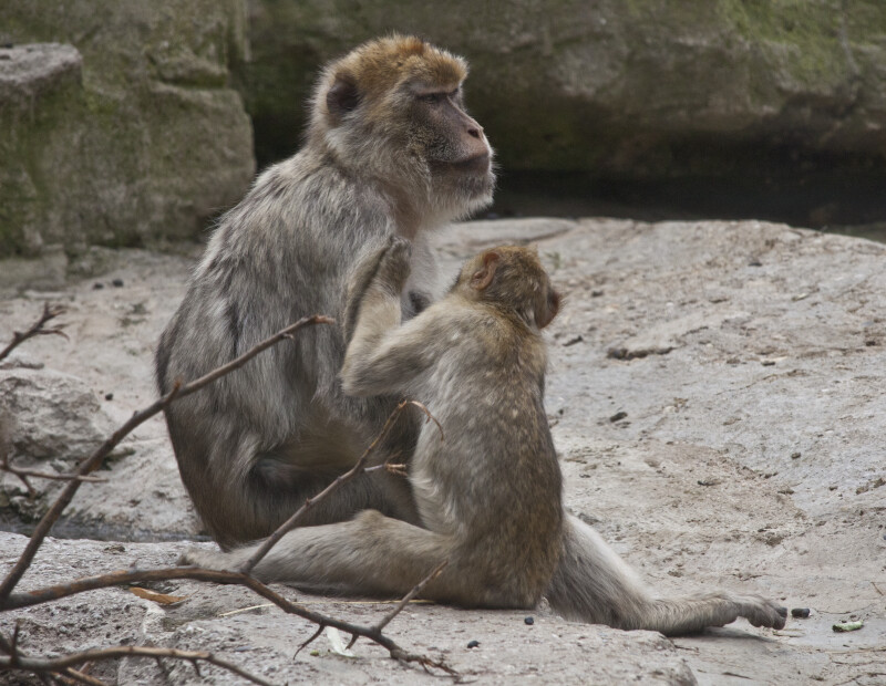 Barbary Macaque Grooming Behavior