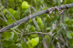 Bare Branch with Bare Vine Wrapped Around it