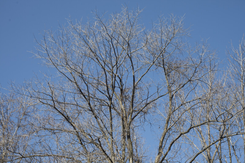 Bare Branches Against a Light-Blue Sky