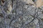 Bare Branches in front of Granite