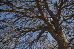 Bare Branches of a Cedar Elm