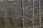 Bare Branches of a Dwarf Bald Cypress Tree