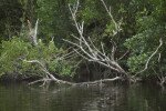 Bare Branches Submerged in the Halfway Creek at Everglades National Park