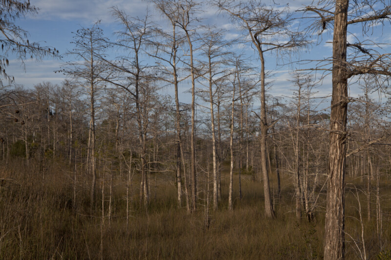 Bare Dwarf Bald Cypress Trees and Dry Grass