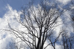 Bare Oak Tree Branches